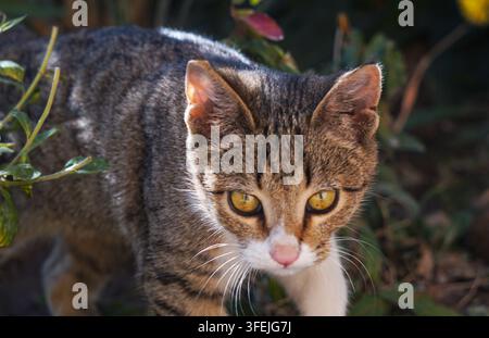 le chaton passe à travers l'herbe Banque D'Images