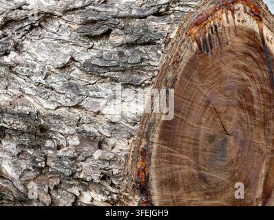 Grossissement d'écorce d'arbre et texture de bois fraîchement coupé Banque D'Images