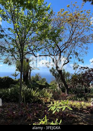 Jardin tropical luxuriant avec des broméliades colorées et vue sur l'océan au Jardin botanique de Madère Banque D'Images