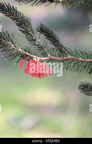 Tige isolée du Buisson à balai unilatéral (Calothamnus quadrifidus) en fleur Banque D'Images