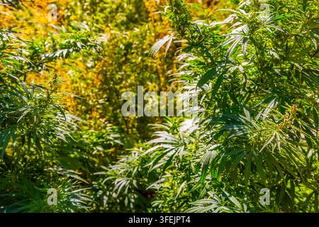Close-up détaillé de plantes de cannabis saines présentant des feuilles vertes dentelées et des bourgeons en développement. La lumière du soleil filtre à travers le feuillage, créant des reflets et des ombres vibrants dans un environnement extérieur naturel. Banque D'Images
