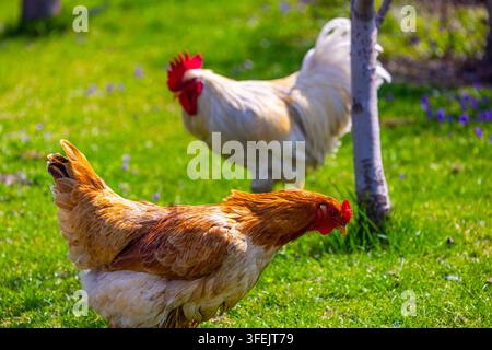 Vue rapprochée d'une poule aux plumes brun-rouge et d'un coq au plumage blanc dans un champ vert vif. La lumière vive du soleil renforce l'atmosphère joyeuse, mettant en valeur l'herbe luxuriante et les petites fleurs violettes. Banque D'Images
