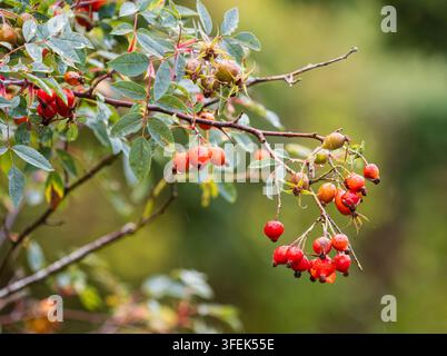 Baies rouges de fin d'été parmi le feuillage argenté de l'espèce robuste de rose, Rosa glauca Banque D'Images