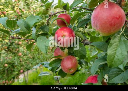Pommes rouges mûres sur arbre dans le verger Banque D'Images