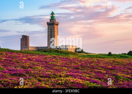 Phare du Cap Frehel au milieu des champs de bruyère en fleurs baignés d'une lumière rose de lever de soleil, Plevenon, Bretagne, France Banque D'Images