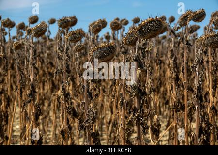 Champ de tournesols fanés penchant sous le soleil d'été avant la récolte, Gers, Saint Georges, France Banque D'Images