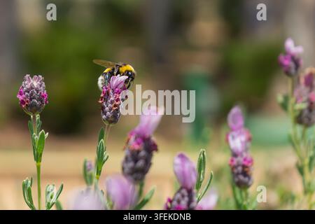 Plan macro large d'une bourdon Bombus terrestris sur une fleur de lavande violette avec un fond de jardin flou et doux Banque D'Images