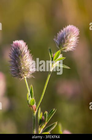 Trèfle pied de lièvre en fleurs en été Banque D'Images