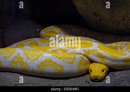 Portrait en gros plan d'un python birman albinos (Python bivittatus) reposant sur des rochers, mettant en valeur ses écailles jaune et blanc frappantes. Banque D'Images