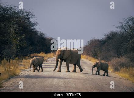 Élphant dans son habitat naturel africain avec deux petits traversant une route de terre dans la savane Banque D'Images
