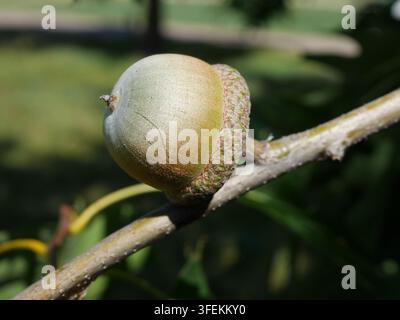 Grossissement d'une pomme de pin immature du Chêne rouge du Nord (Quercus rubra) au Colorado Banque D'Images