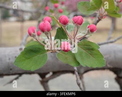 Grappes de boutons floraux roses du pommier Brandywine (Malus 'Brandywine') au début du printemps, Colorado Banque D'Images