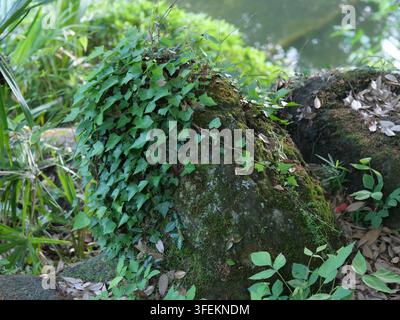 Du lierre grimpant et de la mousse verte recouvrent un gros rocher au milieu d'une végétation luxuriante du parc Naritasan, préfecture de Chiba, Japon, à la fin du printemps. Banque D'Images