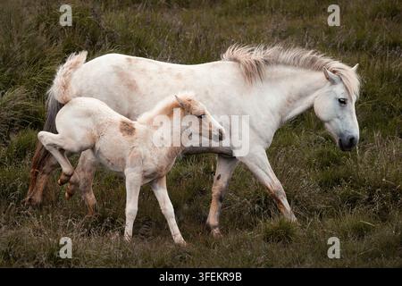 Cheval islandais avec son poulain – Equus ferus caballus Banque D'Images