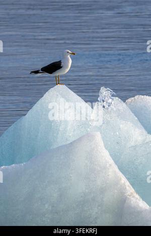 Moindre Goéland marin - Larus fuscus Banque D'Images