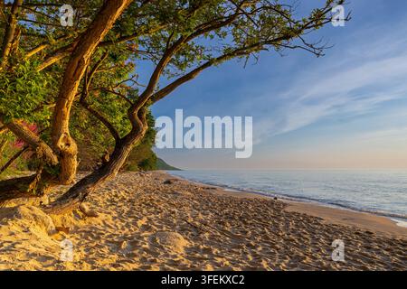 Arbres poussant sur une plage de sable le long de la mer Baltique au lever du soleil près de Knäbäckshusen à Österlen, Scanie / Skåne, Suède Banque D'Images