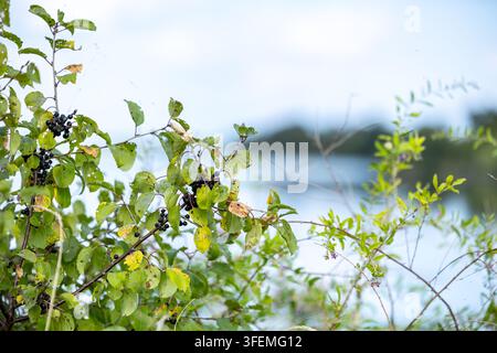 Close up de feuilles vert vif et de baies sombres poussant sur des branches minces avec un fond d'eau flou doux et un ciel lumineux Banque D'Images