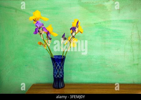 Vase en verre bleu avec des fleurs d'iris jaunes et violettes posées sur une surface en bois devant un fond mural peint en vert texturé dans un cadre intérieur Banque D'Images