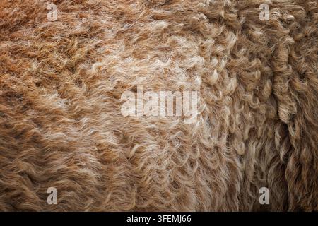 Macro rapprochée d'une texture de toison de mouton brun et doré avec des fibres bouclées denses, tons naturels chauds. Banque D'Images