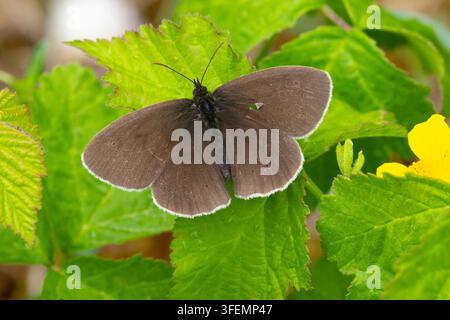Papillon à damiers reposant sur des feuilles, Angleterre, Royaume-Uni. Banque D'Images