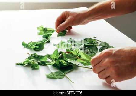 Cueillir des herbes médicinales. Mains des hommes disposant des tiges de menthe et des feuilles pour le séchage. Vue sur les mains de l'homme avec des herbes. Légumes frais faits maison du gard Banque D'Images