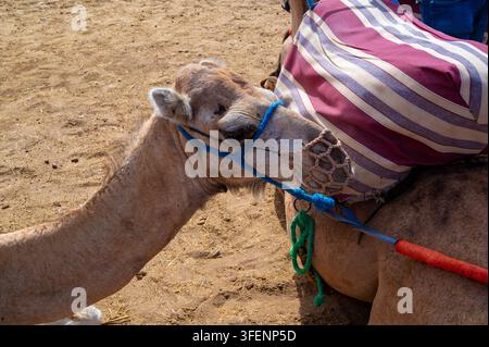 Close-up d'un dromadaire avec harnais et muselière reposant sur le sol sablonneux du désert Banque D'Images