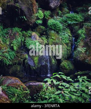 Eau douce ruisselant le long d'un mur de roche couvert de mousse luxuriante et de fougères délicates Banque D'Images