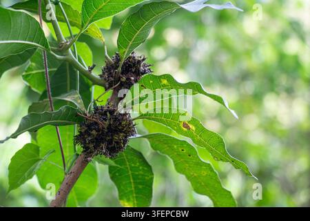 Arbre à mangue affecté par une maladie de malformation fongique présentant des galles nécrotiques sombres sur les branches au milieu des feuilles vertes dans un verger naturel en plein air. Banque D'Images