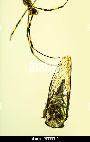 Araignée Joro (Trichonephila clavata) avec une cigale capturée. (USA) Banque D'Images