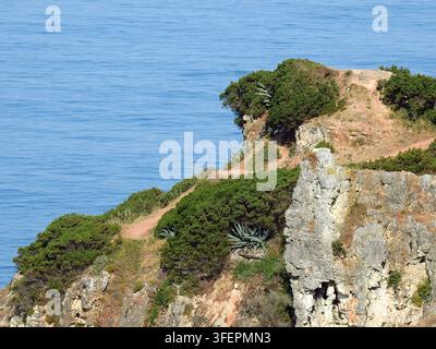 Roches de calcaire érodées et falaises maritimes recouvertes d'une végétation côtière tolérante au sel et résistante au vent, surplombant l'océan Atlantique près de Nazaré, Por Banque D'Images