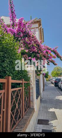 Les fleurs roses du crêpe de Myrtille tombent en cascade sur un mur de jardin à côté d'une rue résidentielle ensoleillée à Baeza, Andalousie, Espagne. Banque D'Images