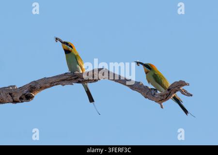 Une paire de guêpiers arc-en-ciel (Merops ornatus) avec une abeille dans le bec, Queensland, Australie Banque D'Images