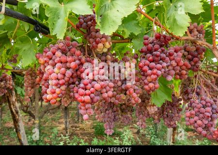Raisins rouges mûrs accrochés sur des vignes dans un vignoble Banque D'Images