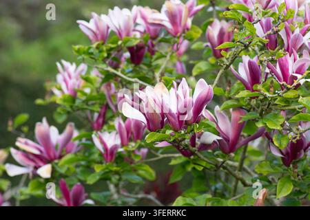 Magnolia en soucoupe, Magnolia × soulangeana, Magnolia liliiflora 'Nigra', arbustes à floraison printanière, Londres Banque D'Images