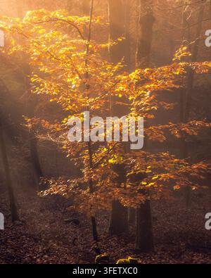 Vue d'un arbre d'automne vibrant avec des feuilles dorées illuminées par une lumière douce du soleil dans une forêt brumeuse en Pologne. Banque D'Images