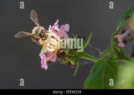 Une abeille ibérique (Apis mellifera iberiensis), sous-espèce indigène de l'abeille mellifère occidentale, collecte le nectar des fleurs de lantana Banque D'Images