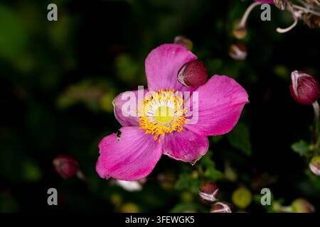 Photo macro d'un bouton de fleur de quatre heures rose montrant des pétales recourbés et un contraste de couleurs vif dans son habitat de jardin Banque D'Images