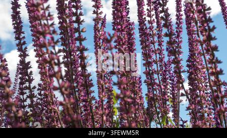 Sauge des bois Salvia nemorosa en épis violet et rose dans une bordure estivale — Concept : Plantation amie des pollinisateurs Banque D'Images