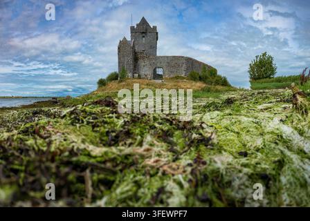 Vue en contre-plongé d'un paysage côtier du château de Dunguaire dans la baie de Kinvara, Galway, Irlande montrant des algues sur le fond marin exposées par la marée basse, pendant un Banque D'Images