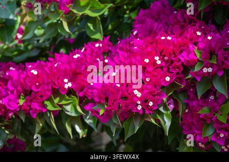 Un amas dense de fleurs de bougainvillier magenta vives avec de petits centres blancs est entouré d'un feuillage vert luxuriant. Banque D'Images