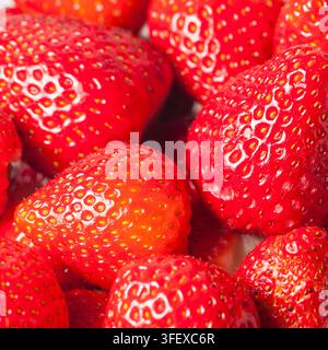Plan carré en plein format de fraises fraîches mûres et préparées. Banque D'Images