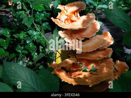 Un amas de champignons à pied en forme d'éventail orange vif qui ressemble au poulet des bois (espèces de Laetiporus) Banque D'Images