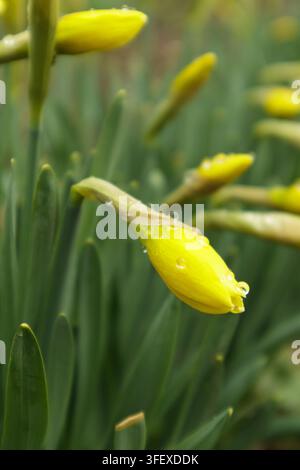 Grossissement d'un bouton de jonquille jaune recouvert de gouttes de pluie parmi des feuilles vertes et des boutons de fleurs flous dans un jardin printanier. Banque D'Images
