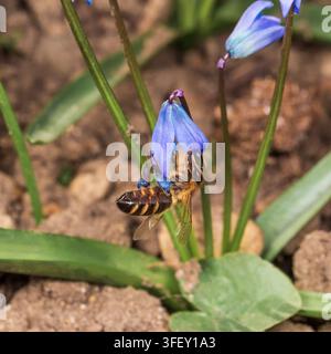 Une abeille collecte du pollen bleu des fleurs de jacinthe au début du printemps Banque D'Images