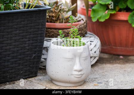 Une petite succulente verte pousse dans un pot en céramique blanc original en forme de visage endormi, entourée d'autres plantes en pot sur une terrasse extérieure Banque D'Images
