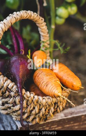 Récolte fraîche de légumes du jardin avec carottes, betteraves et courgettes Banque D'Images