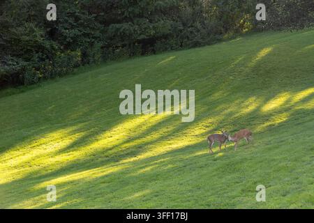 Deux jeunes cerfs à queue blanche se battent légèrement avec leurs bois sur une colline herbeuse traversée par des bandes de lumière du soleil en fin de journée dans la campagne de Virginie, États-Unis. Banque D'Images