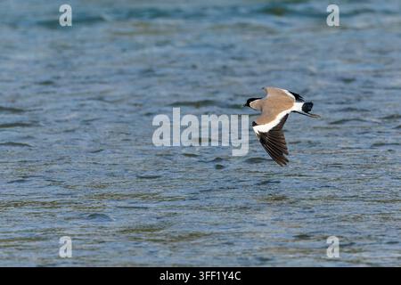Vanneau du fleuve (Vanellus duvaucelii) dans la rivière du parc national de Jim Corbett, État d'Uttarakhand, Inde. Banque D'Images