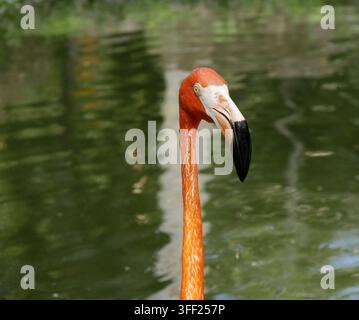 Portrait du cou et de la tête d'un flamant rose avec fond d'eau. Phoenicopterus ruber, flamant des Caraïbes Banque D'Images