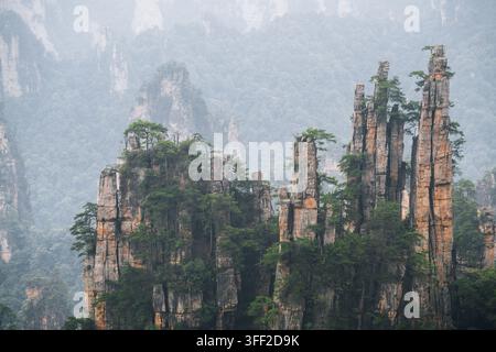Des piliers de grès imposants émergent de la brume des montagnes dans le parc national forestier de Zhangjiajie en Chine Banque D'Images